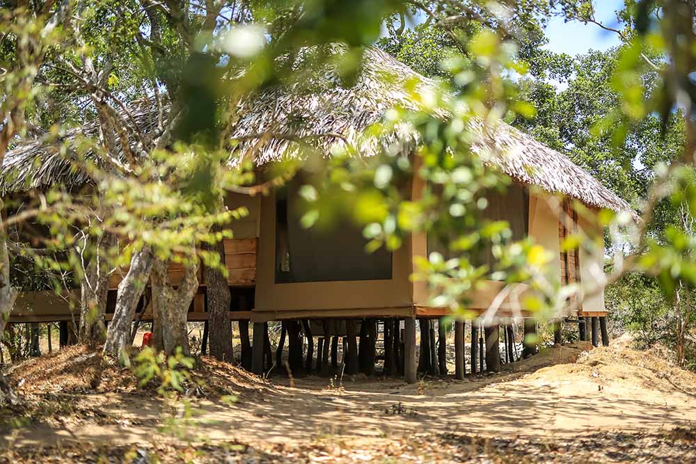 Thatched tented cabin on stilts in the Yala bush