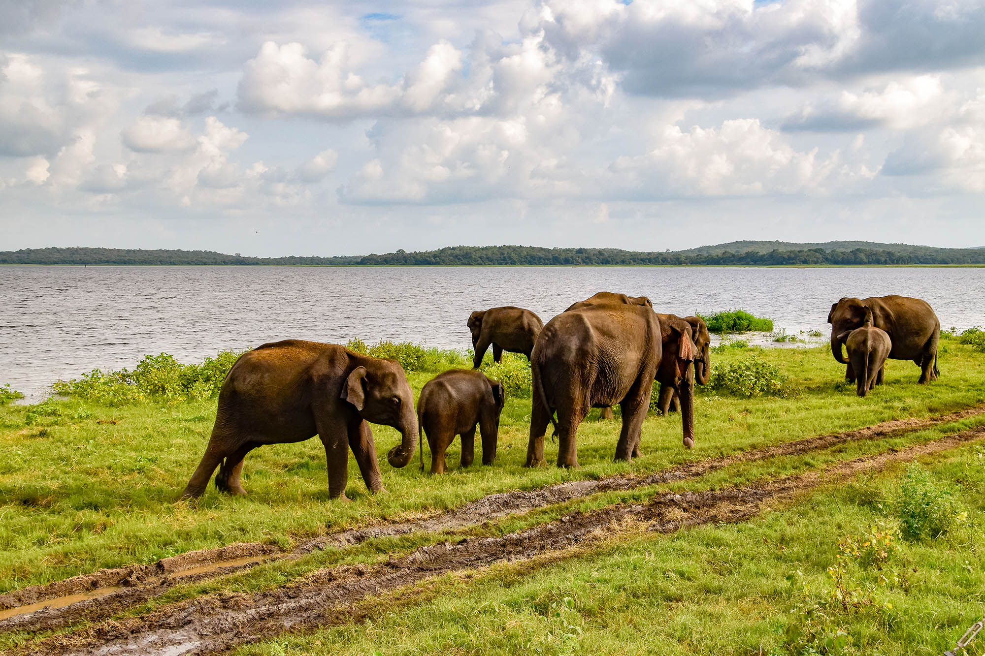Minneriya & Kaudulla National Parks