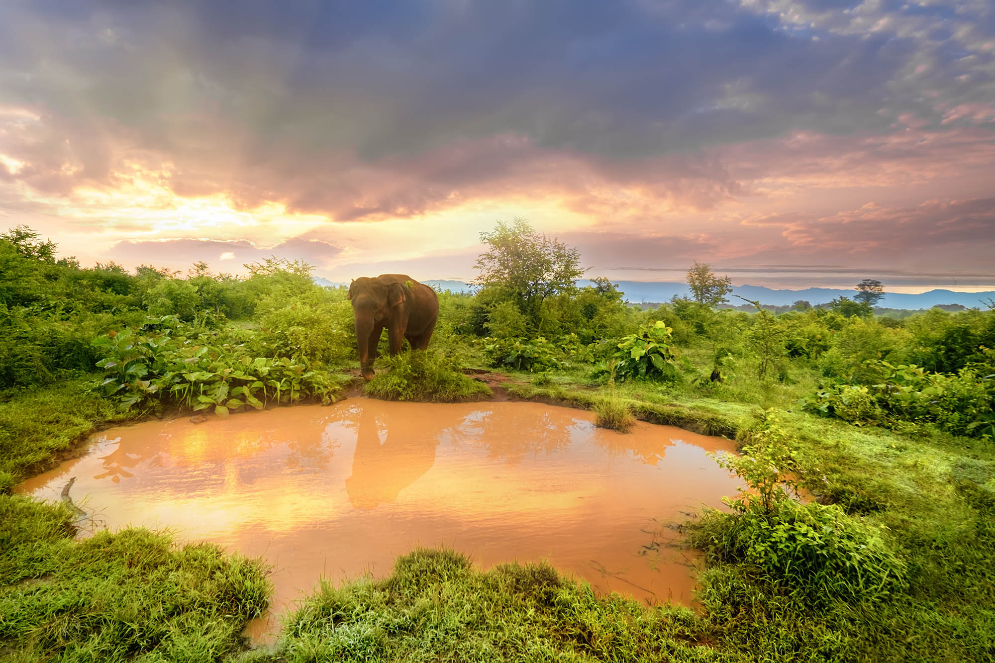 Full Day Yala Safari Tour