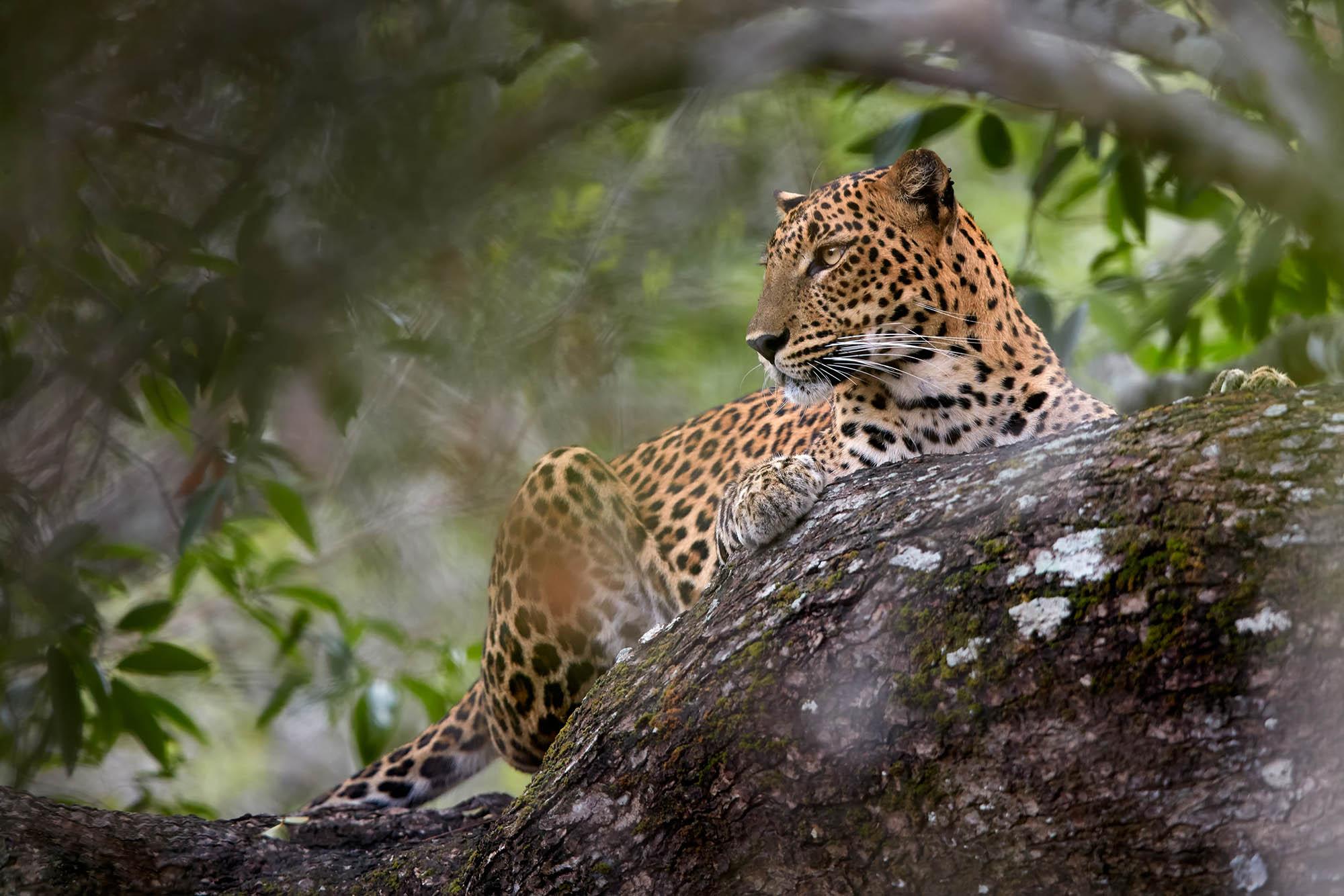 Sri Lankan leopard resting at a Yala waterhole