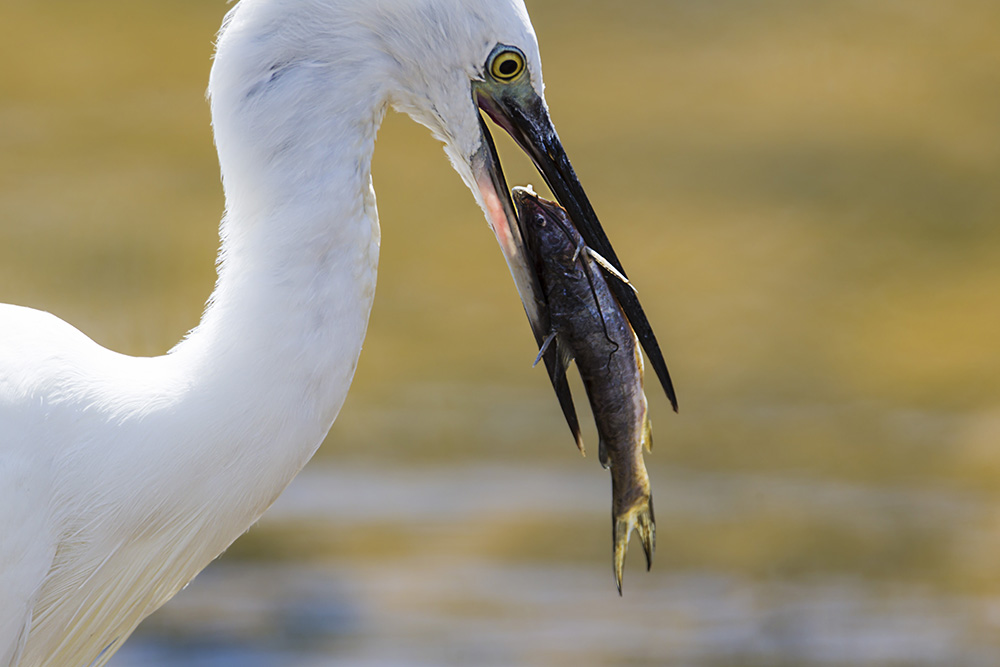 200+ bird species