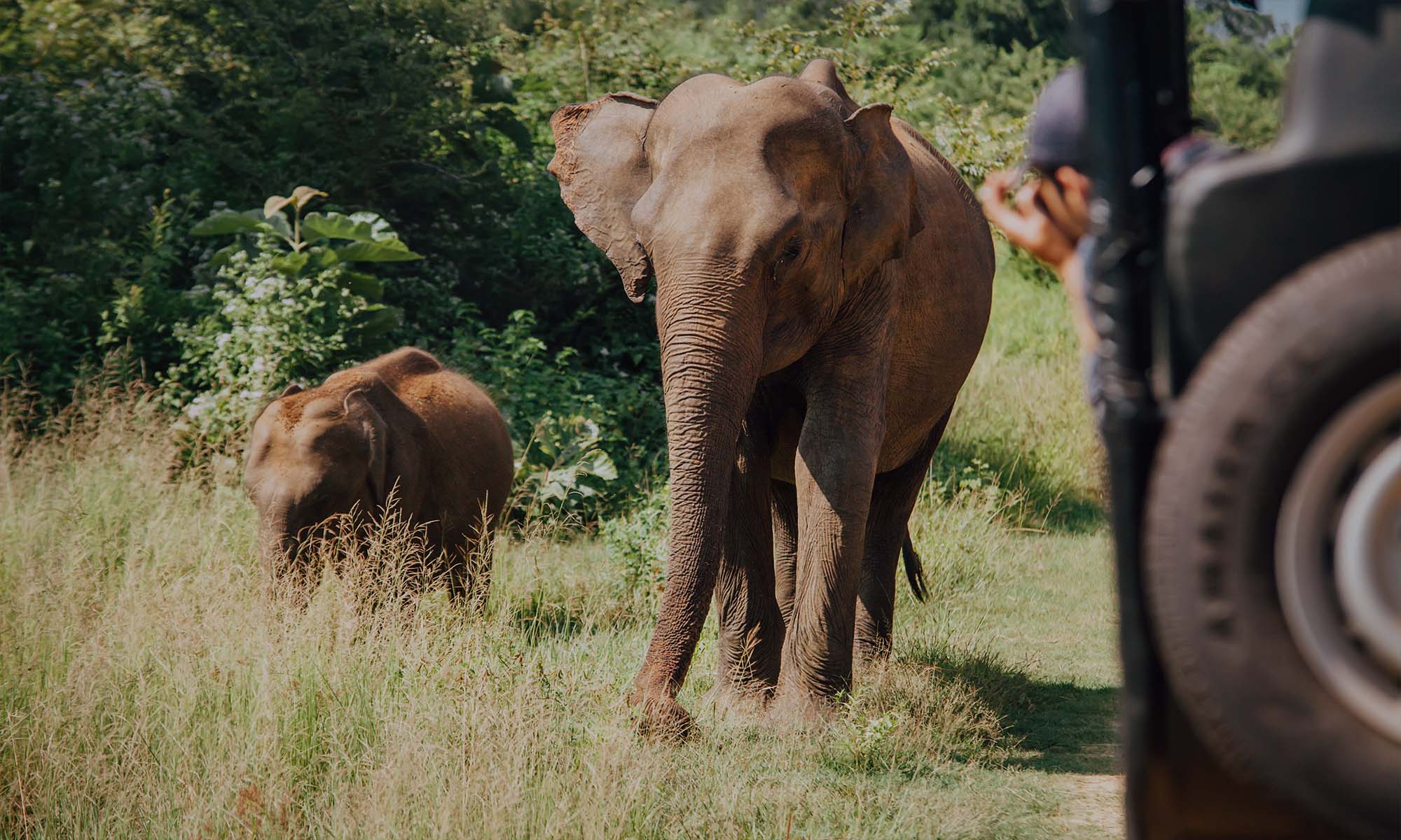 Half Day Udawalawe Safari Tour
