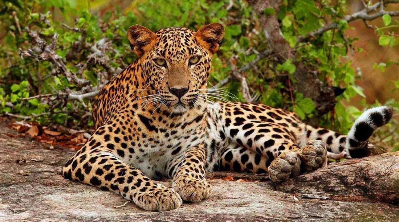Half Day Yala Safari Tour