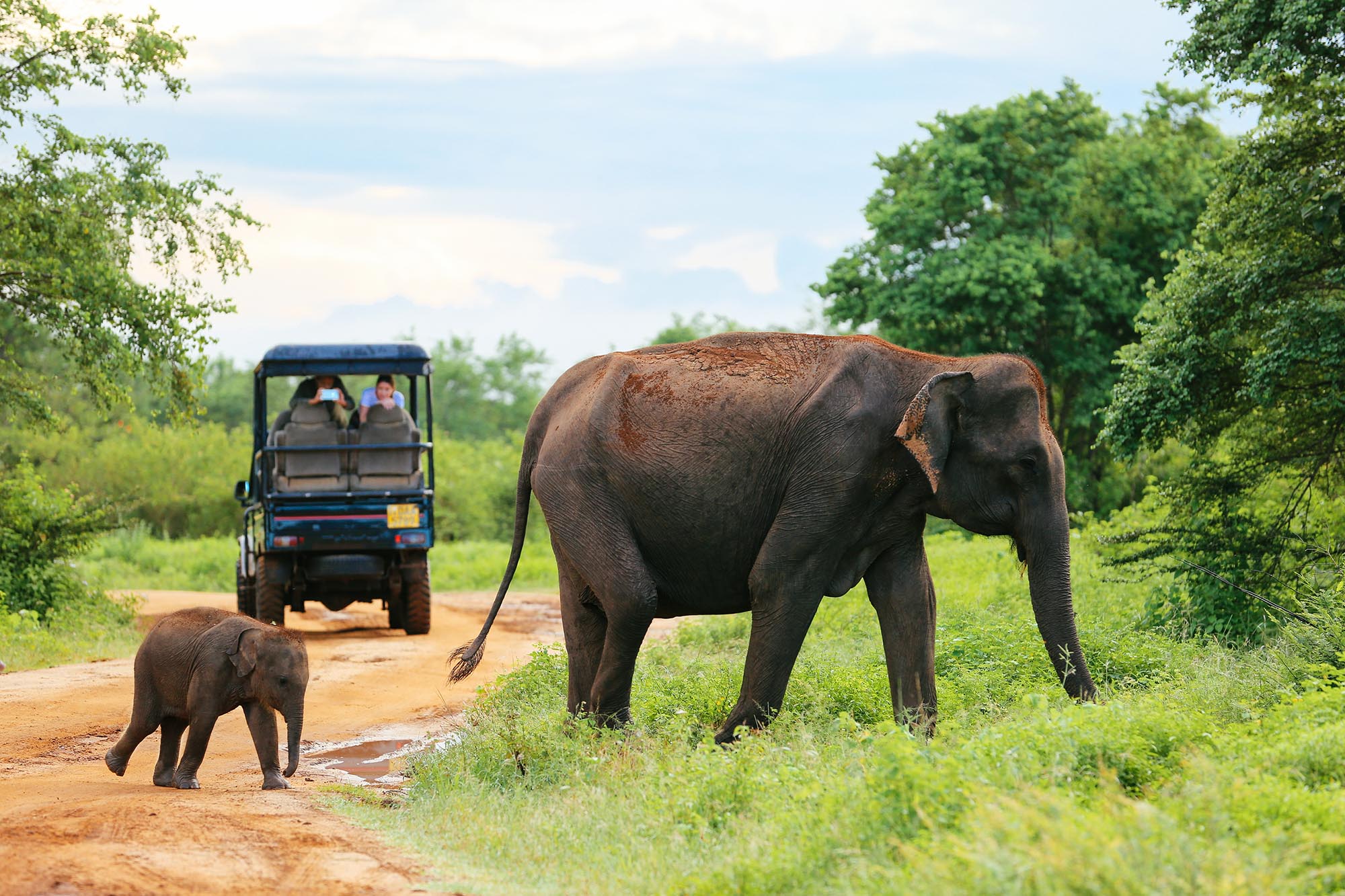 A mother elephant and calf beside a safari jeep in Yala
