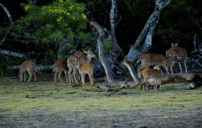 Deer, buffalo & crocs