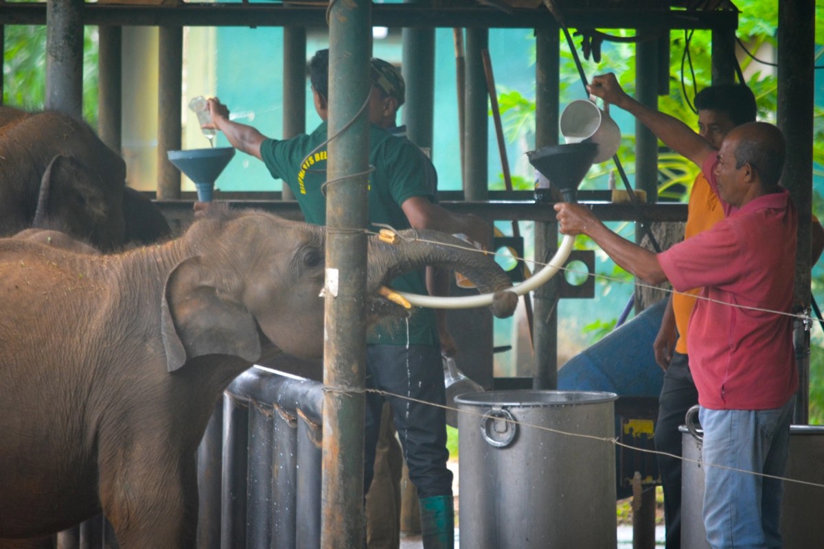 Keepers feeding orphaned elephant calves at the Elephant Transit Home beside Udawalawe National Park