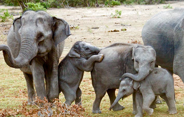 5 Hours Udawalawe Safari Tour