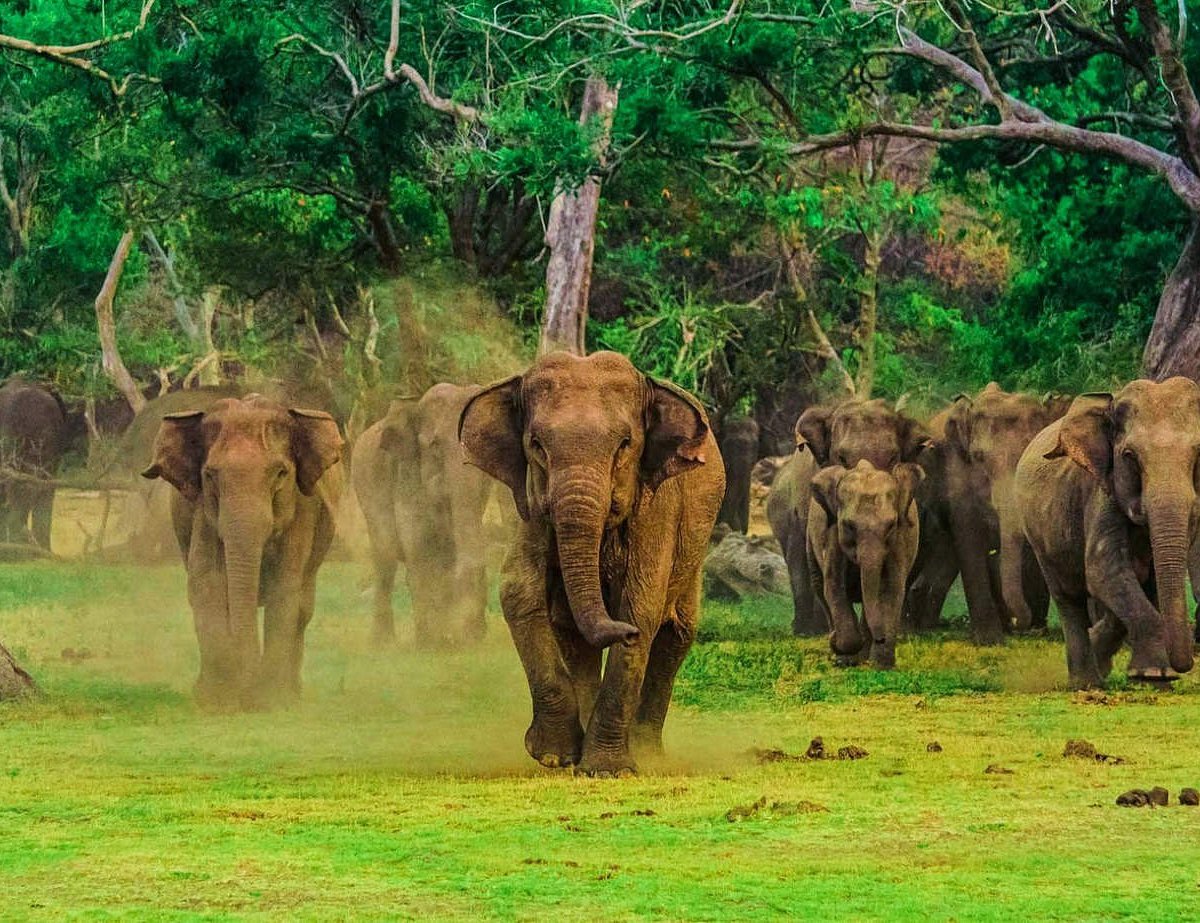 A breeding herd of wild elephants with calves crossing open grassland in Udawalawe National Park