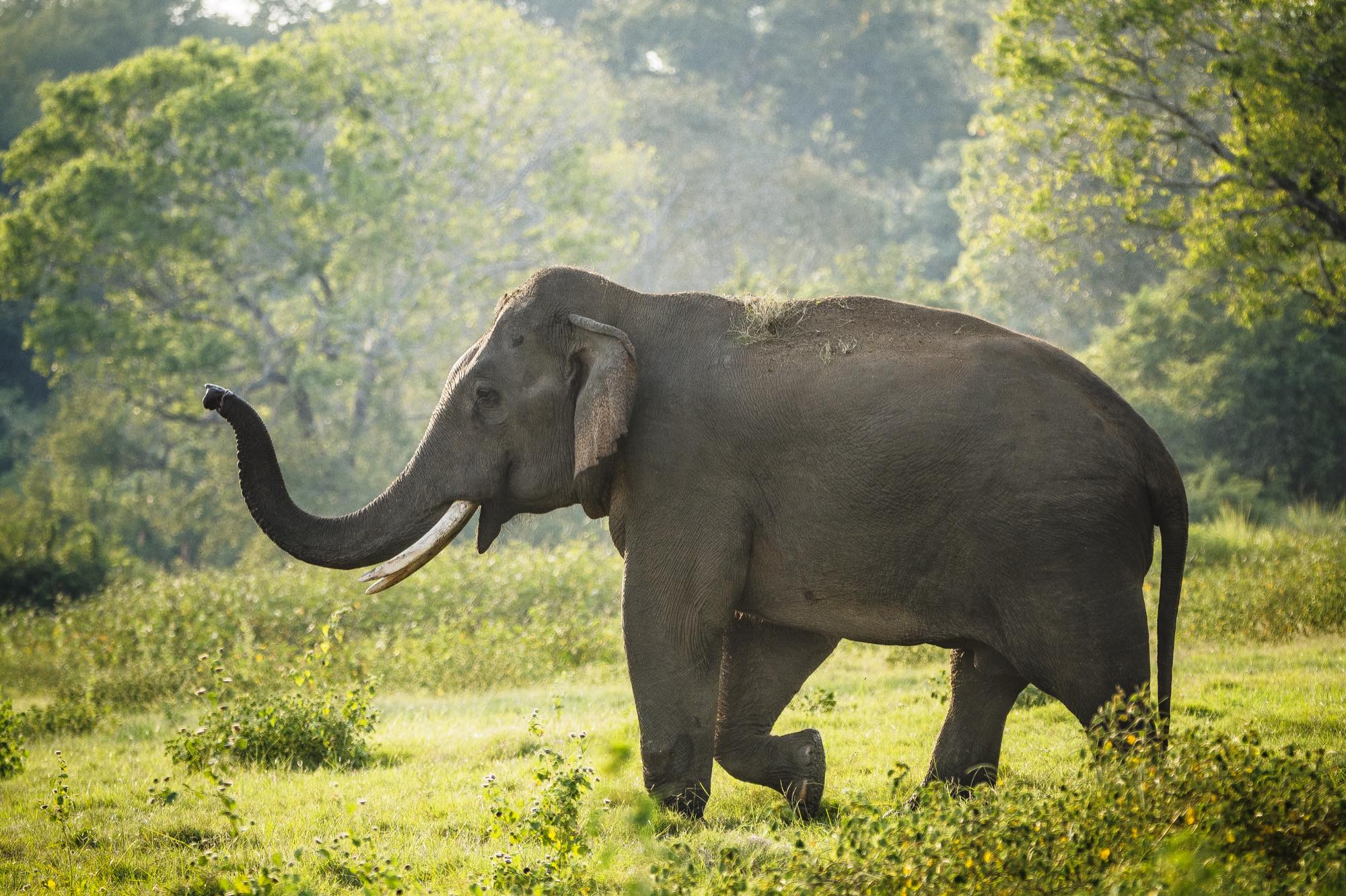 A wild tusker grazing in the golden grasslands of Udawalawe National Park